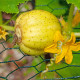 BIO Okurka Lemon - Cucumis sativus - bio osivo okurky - 8 ks