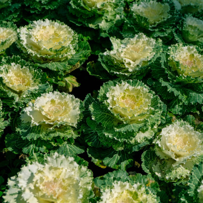 Okrasné zelí bílé Nagoya F1 - Brassica oleracea - osivo okrasného zelí - 20 ks