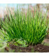 BIO Pažitka - Allium schoenoprasum L. - bio osivo pažitky - 200 ks