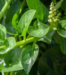 Malabarský špenát - Bazela - Basella rubra - máloznámá zelenina - 0,5 gr