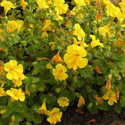 Kejklířka žlutá - Mimulus luteus - osivo kejklířky - 200 ks