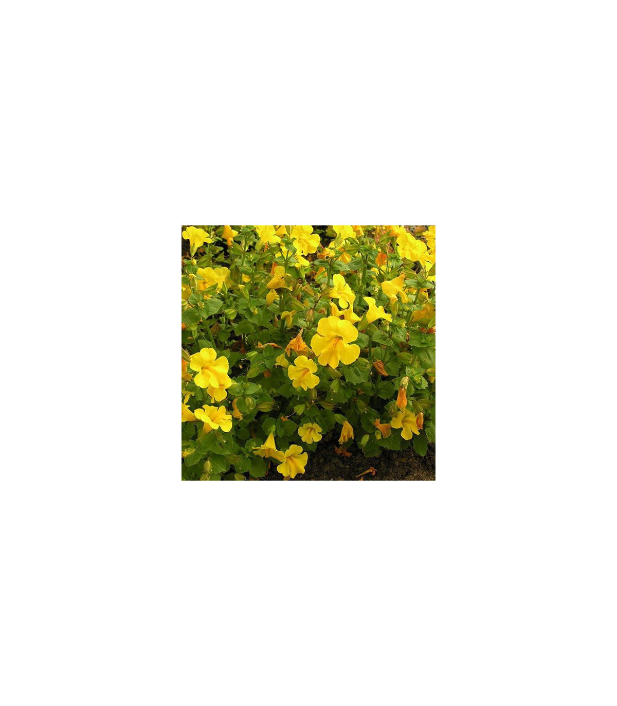 Kejklířka žlutá - Mimulus luteus - osivo kejklířky - 200 ks