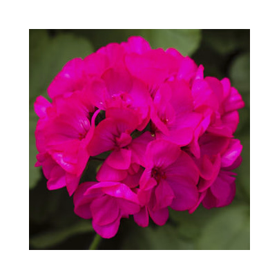 Muškát páskatý Nekita Deep Rose F1 - Pelargonium zonale - osivo muškátu - 4 ks