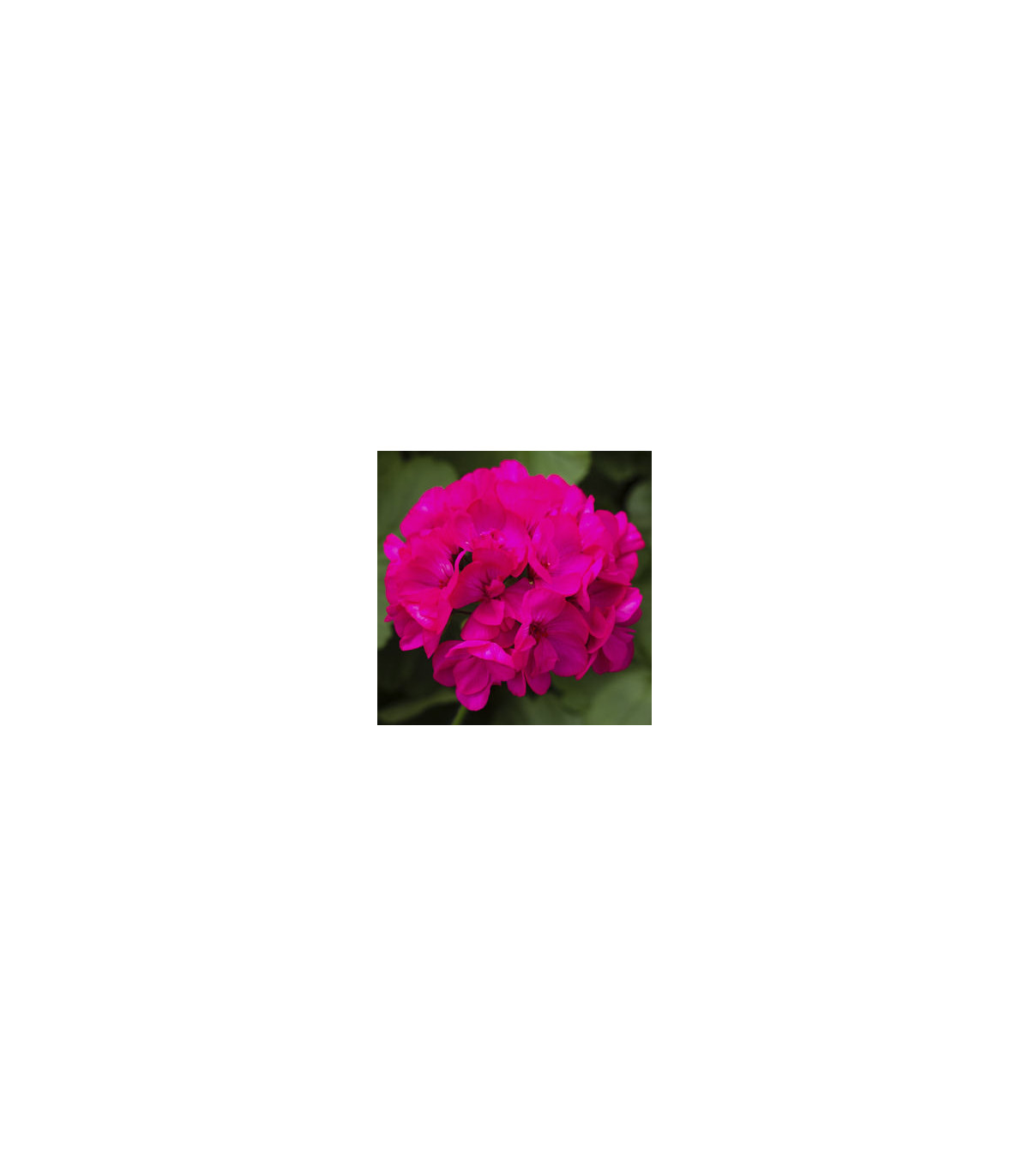 Muškát páskatý Nekita F1 Deep Rose - Pelargonium zonale - osivo muškátu - 4 ks