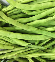 BIO fazole Speedy - keříčková odrůda - Phassseolus vulgaris - bio semena - 20 ks