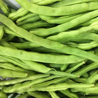 BIO Fazole Speedy - Phaseolus vulgaris - bio osivo fazole - 20 ks