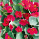 Lichořeřišnice nízká Baby Deep Rose - Tropaeolum minus - osivo lichořeřišnice - 8 ks