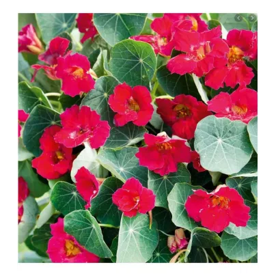 Lichořeřišnice nízká Baby Deep Rose - Tropaeolum minus - osivo lichořeřišnice - 8 ks