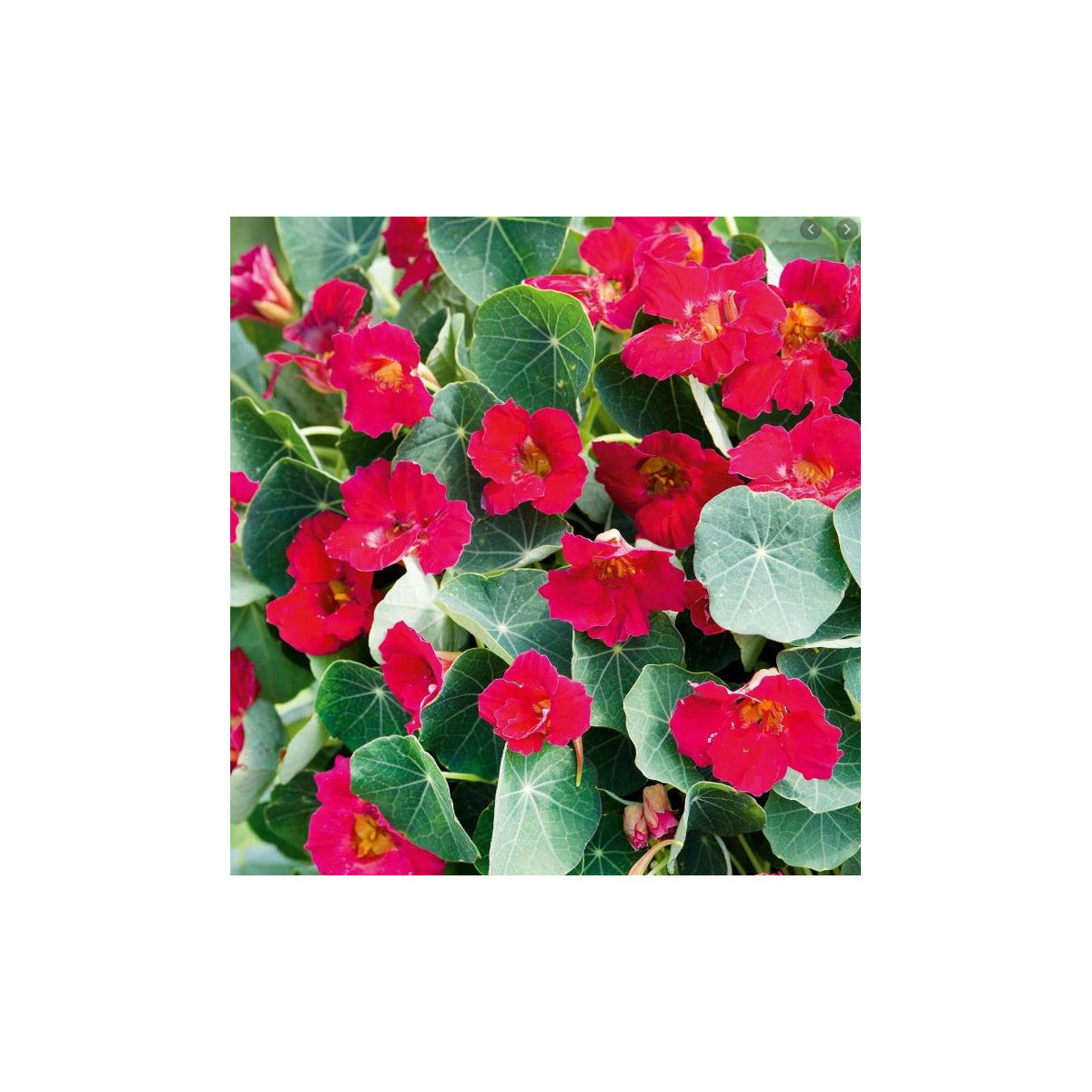 Lichořeřišnice nízká Baby Deep Rose - Tropaeolum minus - osivo lichořeřišnice - 8 ks