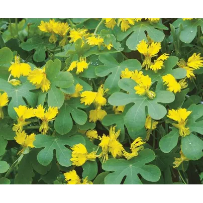 Lichořeřišnice vysoká kanárská - Tropaeolum peregrinum - osivo lichořeřišnice - 10 ks