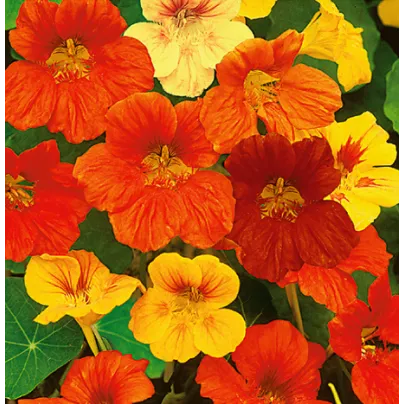 Lichořeřišnice směs barev - Tropaeolum majus naunum - osivo lichořeřišnice - 10 ks