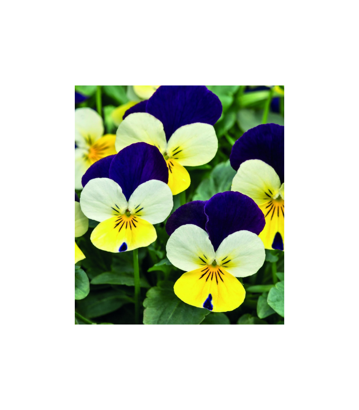 Violka rohatá Lemon Purple Wing - Viola cornuta - osivo violky - 20 ks