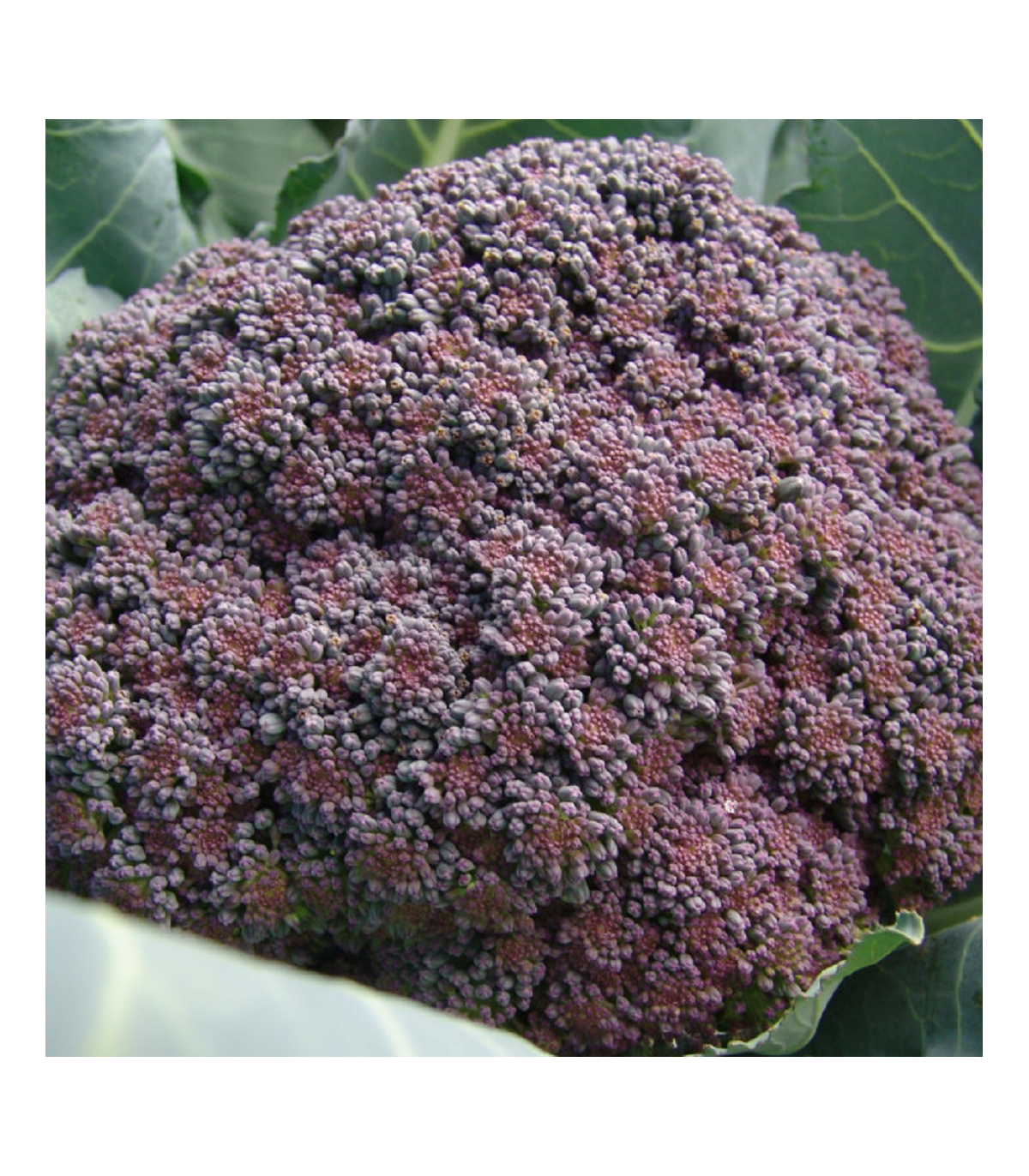 Brokolice Miranda - Brassica oleracea - osivo brokolice - 30 ks