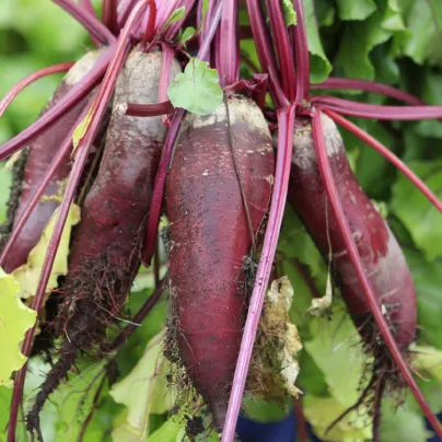 Řepa salátová válcovitá Forono - Beta vulgaris - osivo řepy - 160 ks