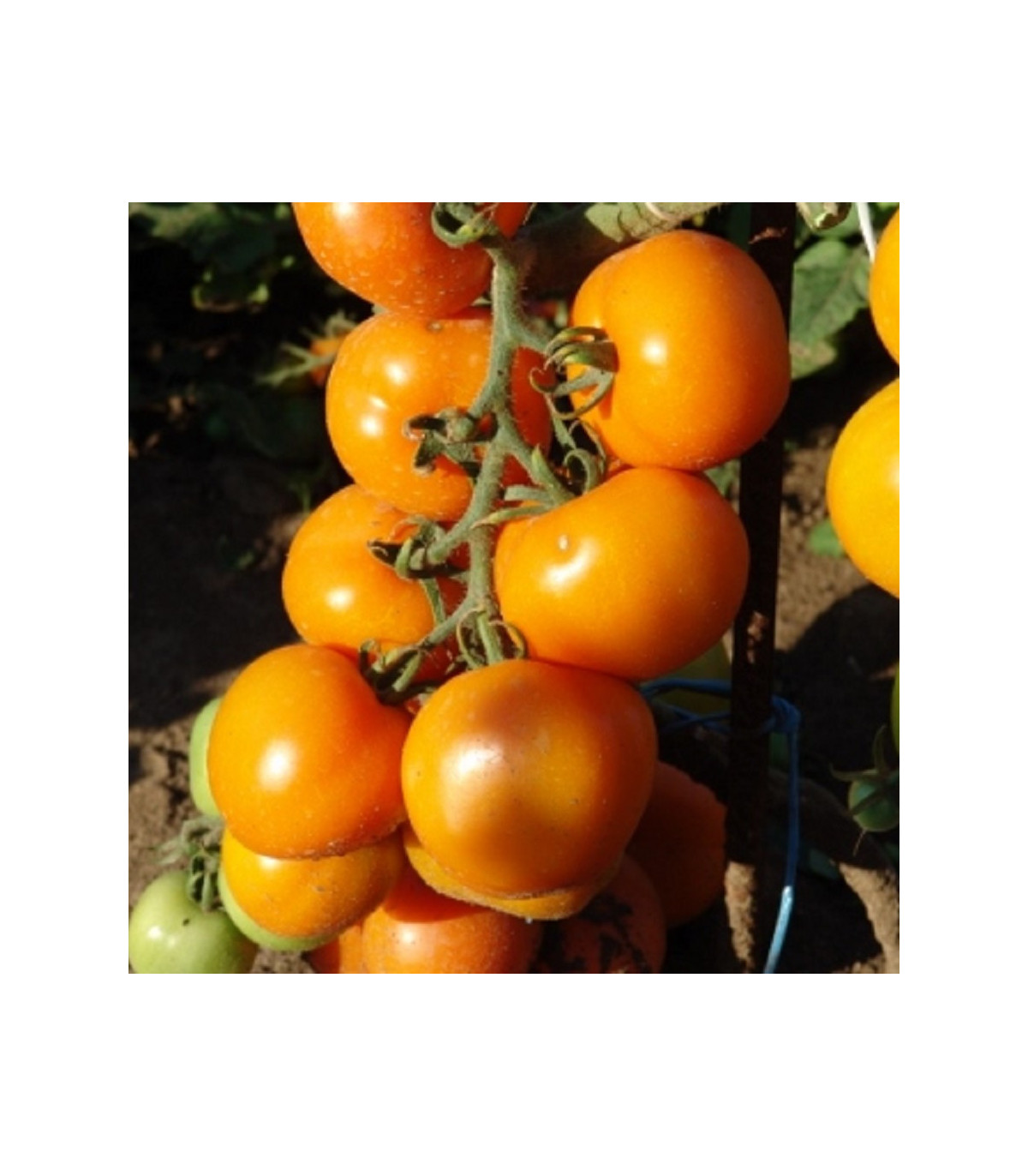 Rajče Zlatava - tyčkové rajče - Lycopersicon Esculentum - semena rajčat - 15 Ks