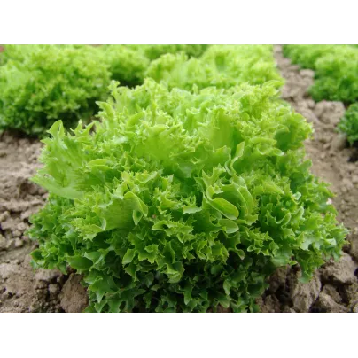 Salát Rekord - Lactuca sativa - osivo salátu - 0,3 g