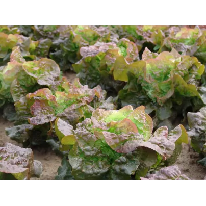 Salát hlávkový červený Rosemarry - Lactuca sativa - osivo salátu - 200 ks