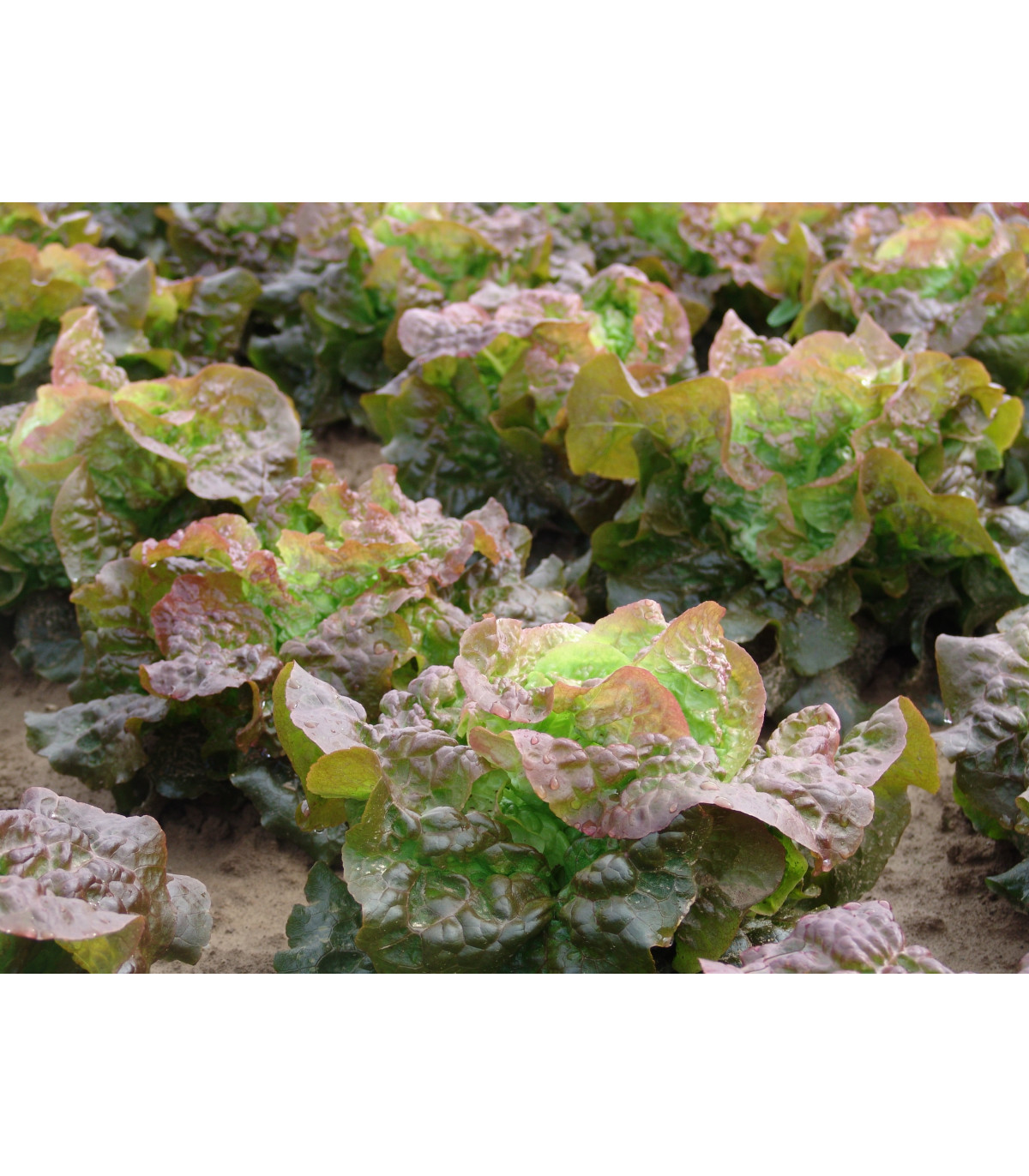 Salát hlávkový červený Rosemarry - Lacrusa sativa - osivo salátu - 0,3 gr