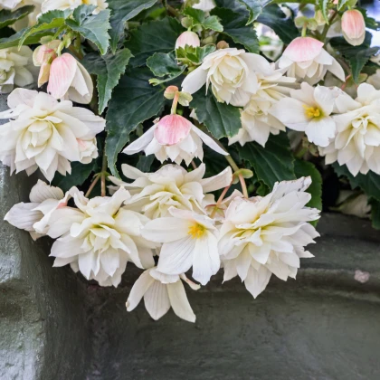 Begonie bílá - Begonia pendula  - hlízy begonie - 2 ks