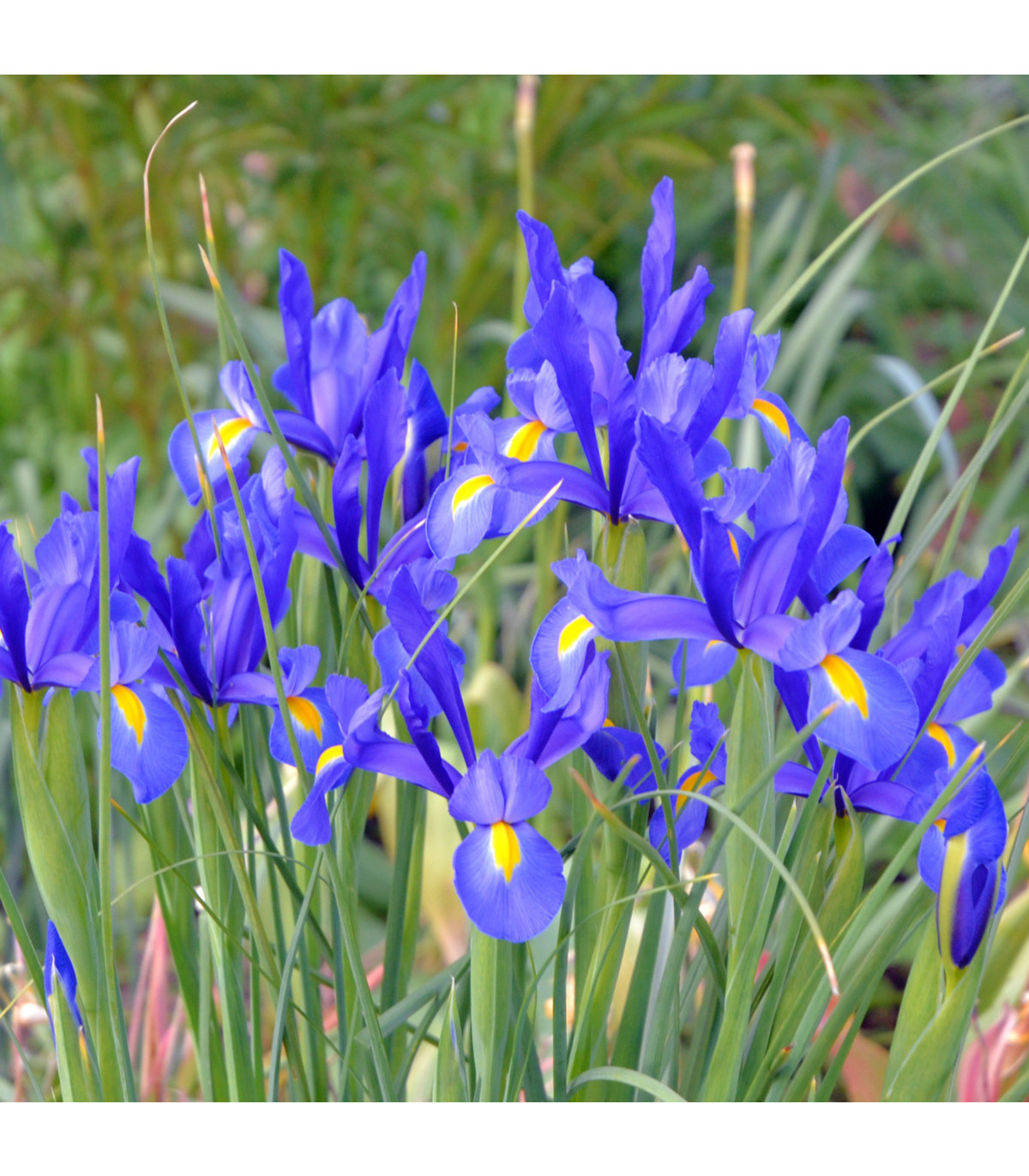Kosatec Purple Sensation - Iris hollandica - cibulky kosatců - 3 ks