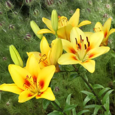 Lilie zlatohlavá žlutá Lilium martagon - holandské cibule lilií - 1 ks