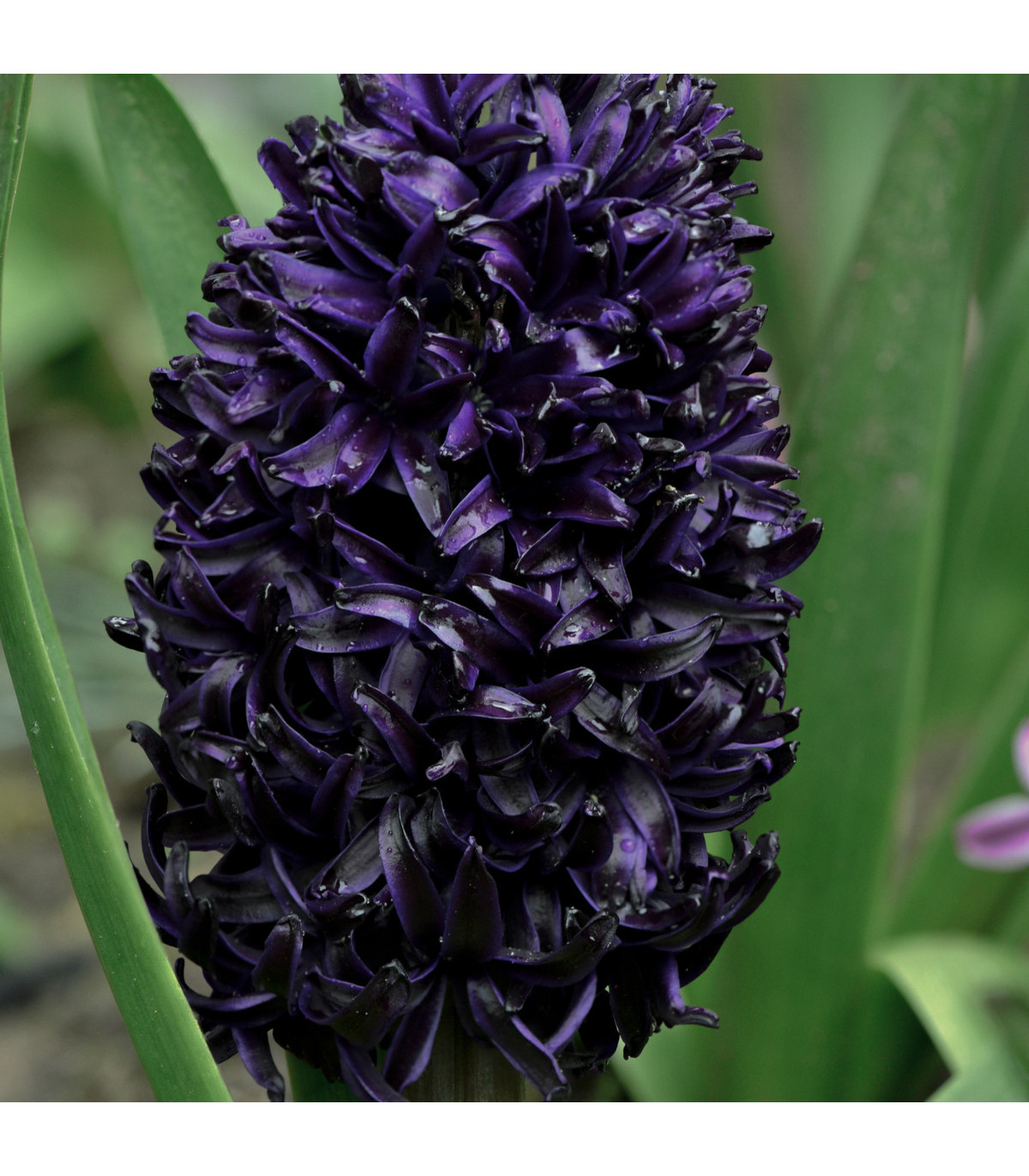 Hyacint Dark Dimension - Hyacinthus - cibule hyacintů - 1 ks