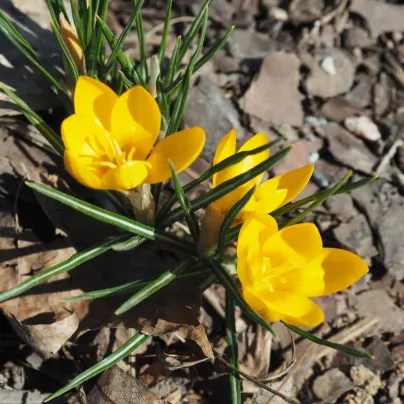 Krokus Goldilocks - Crocus chrysanthus - hlízy krokusů - 3 ks