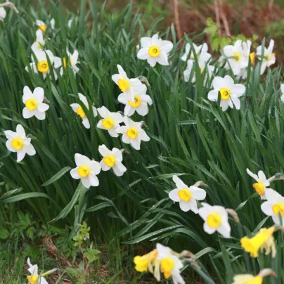 Narcis Poeticus Pheasant eye Recurvus - Narcissus - cibule narcisů - 3 ks