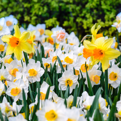 Narcisy - směs - Narcissus - cibule narcisů - 12 ks
