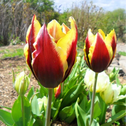 Tulipán Gavota - Tulipa - cibule tulipánů - 3 ks