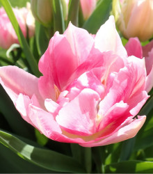 Tulipán Peach Blossom - Tulipa - cibule tulipánů - 3 ks
