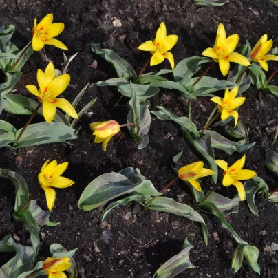 Tulipán Giuseppe Verdi - Tulipa - cibule tulipánů - 3 ks