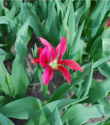 Tulipán Dolls Minuet - Tulipa - cibule tulipánů - 3 ks