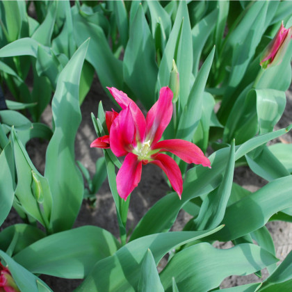 Tulipán Dolls Minuet - Tulipa - cibule tulipánů - 3 ks