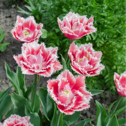 Tulipán Queensland - Tulipa - cibule tulipánů - 3 ks