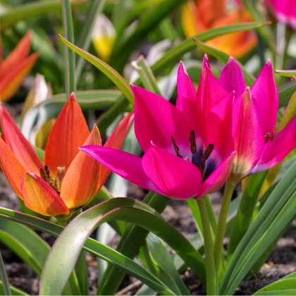 Nízké tulipány - směs - Tulipa - cibule tulipánů - 24 ks