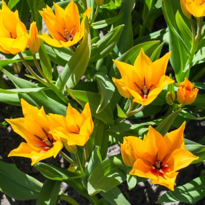 Tulipán vícekvětý Praestans Shogun - Tulipa - cibule tulipánů - 3 ks