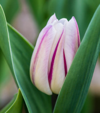 Tulipán Striped Flag - Tulipa - cibule tulipánů - 3 ks