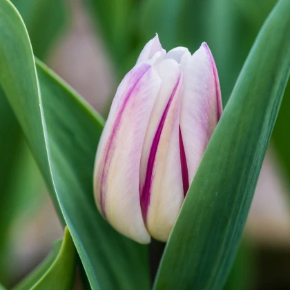 Tulipán Striped Flag - Tulipa - cibule tulipánů - 3 ks