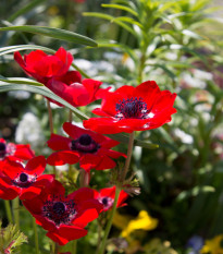 Sasanka Governor - Anemone - hlízy sasanek - 3 ks