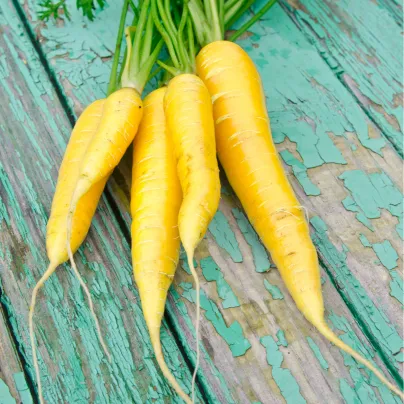 Mrkev Yellowstone - Daucus carota - osivo mrkve - 280 ks
