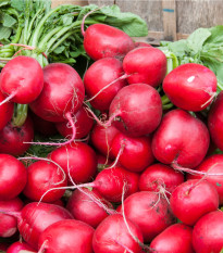 Ředkvička Riesenbutter - Máslová obří - Raphanus sativus - osivo ředkvičky - 100 ks