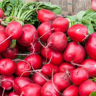 Ředkvička Riesenbutter - Máslová obří - Raphanus sativus - osivo ředkvičky - 100 ks