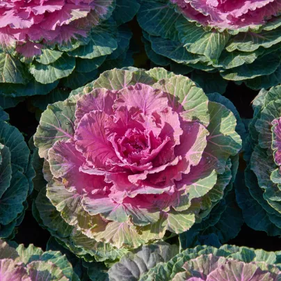 Okrasné zelí Pigeon Victoria F1 - Brassica oleracea - osivo okrasného zelí - 20 ks