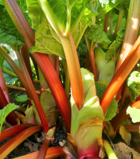 Reveň Viktoria - Rebarbora - Rheum palmatum - osivo rebarbory - 20 ks