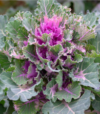 Kapusta okrasná - Brassica oleracea sabauta - osivo kapusty - 50 ks