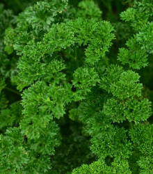 Petržel naťová Zelená Perla - Petroselinum crispu - semena petržele - 1 g