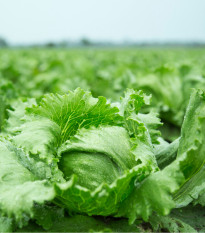 BIO salát Batavia Leny - Lactuca sativa - bio osivo salátu - 100 ks