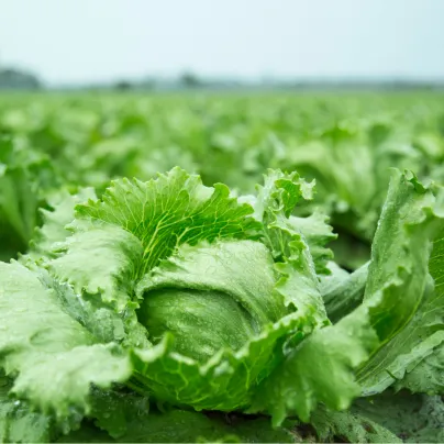 BIO salát Batavia Leny - Lactuca sativa - bio osivo salátu - 100 ks