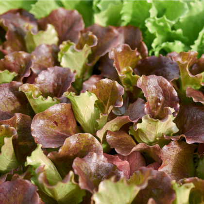 Salát trhací americký hnědý - Latusa sativa - prodej semen salátu - 0,5 gr